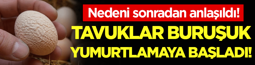 Tavuklar buruşuk yumurtladı! Nedeni sonradan anlaşıldı!