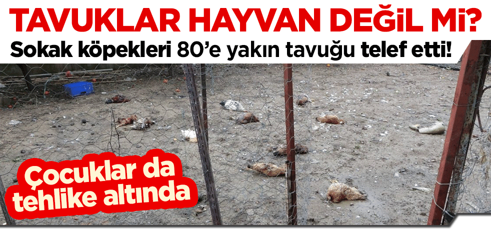 Tavuklar hayvan değil mi? Sokak köpekleri 80'e yakın tavuğu telef etti! Çocuklar da tehlike altında