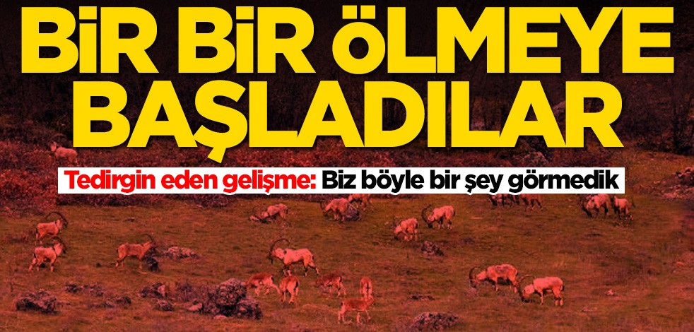Tedirgin eden gelişme! Dağ keçileri bir bir ölmeye başladı