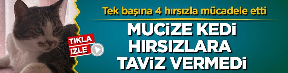 Tek başına 4 hırsızla mücadele etti! Mucize kedi hırsızlara taviz vermedi