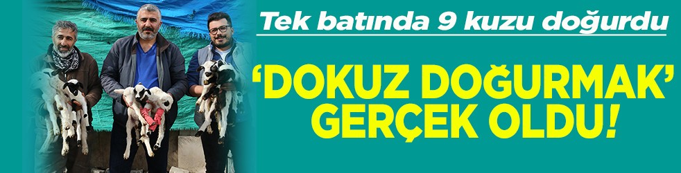 Tek batında 9 kuzu doğurdu Dokuz doğurmak gerçek oldu