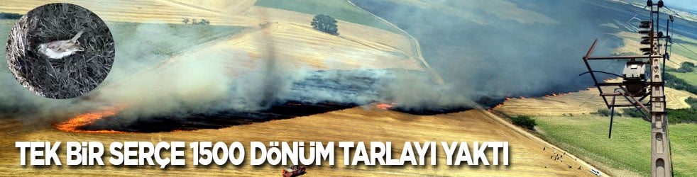 Tek bir serçe kuşu 1500 dönüm tarlayı küle çevirdi