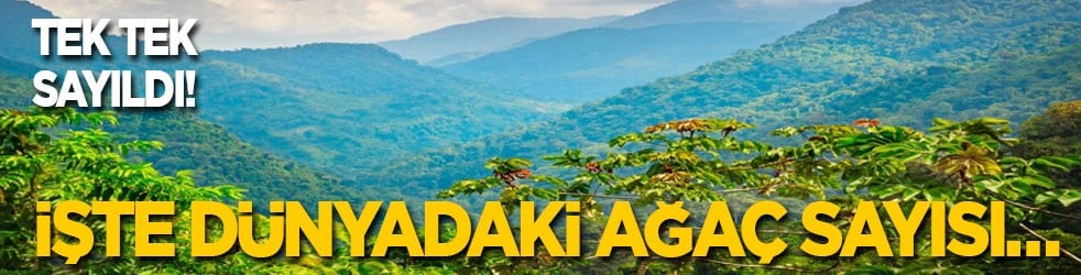 Tek tek sayıldı! İşte dünyadaki ağaç sayısı…