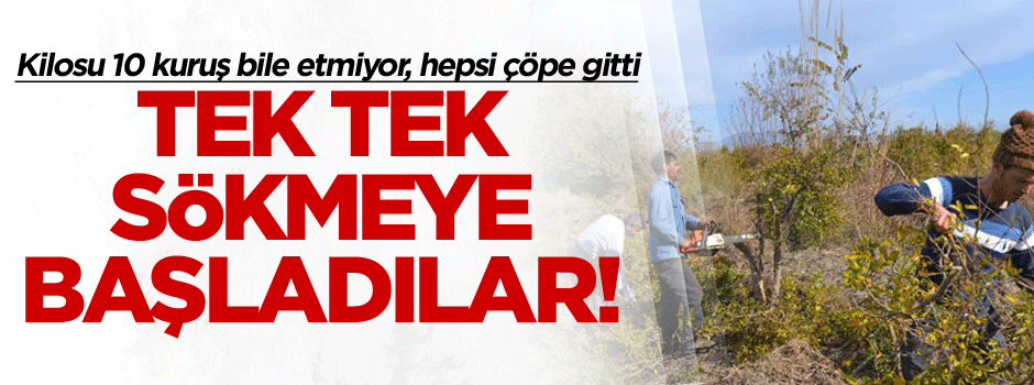 Tek tek sökmeye başladılar! Kilosu 10 kuruş bile etmiyor, hepsi çöpe gitti