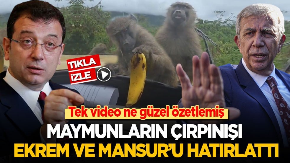 Tek video ne güzel özetlemiş! Maymunların çırpınışı Ekrem ve Mansur'u hatırlattı