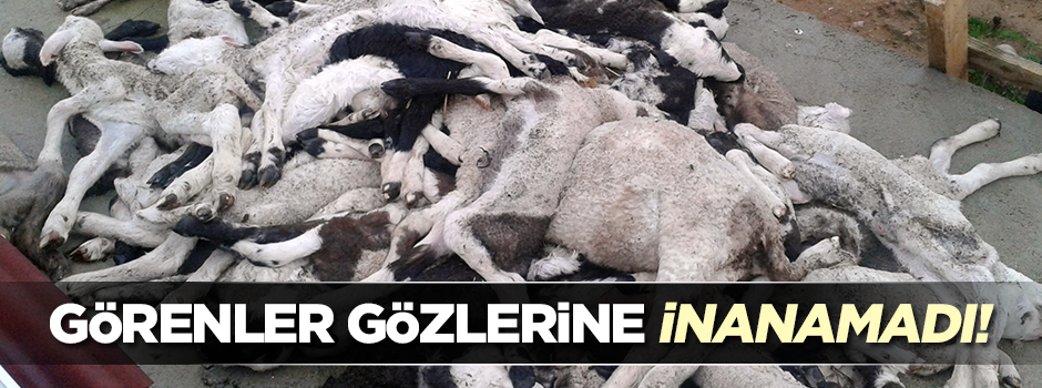 Telef olan hayvanlar köylüleri tedirgin ediyor