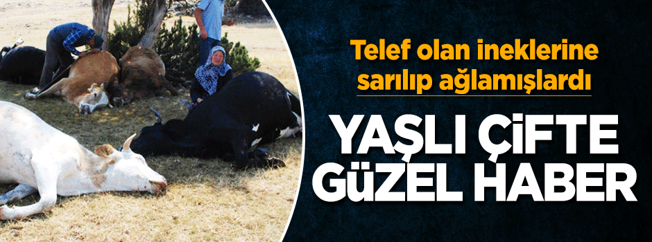 Telef olan ineklerine ağlayan çifte güzel haber