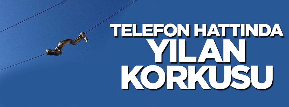 Telefon hattındaki yılan paniğe neden oldu