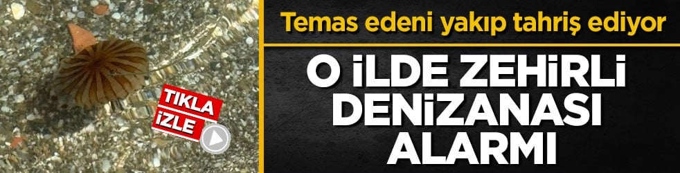 Temas edeni yakıp tahriş ediyor! O ilde zehirli denizanası alarmı