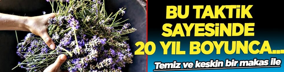 Temiz ve keskin bir makas ile: Bu taktik sayesinde 20 yıl boyunca lavanta...