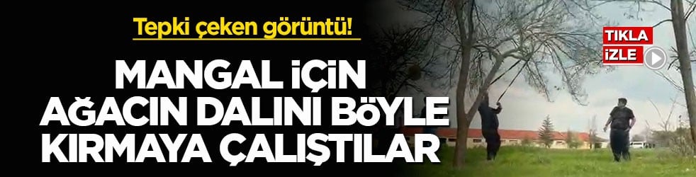 Tepki çeken görüntü! Mangal için ağacın dalını böyle kırmaya çalıştılar