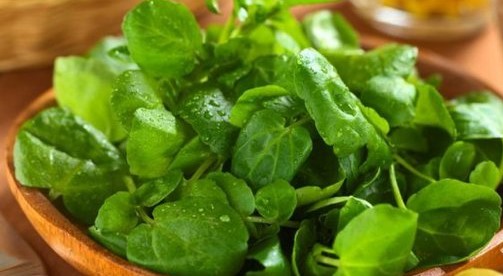 Terenin yararları nelerdir?