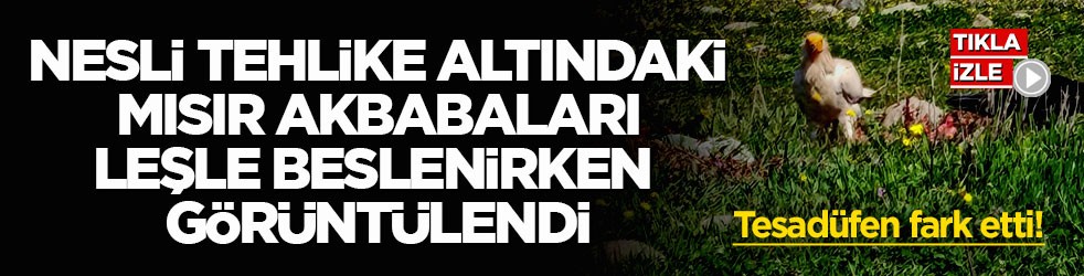Tesadüfen fark etti! Nesli tehlike altındaki Mısır akbabaları leşle beslenirken görüntülendi