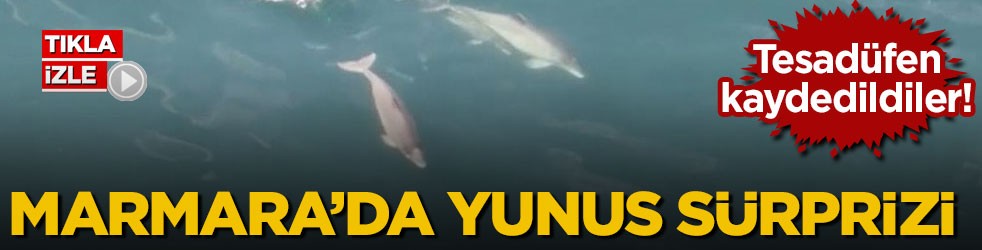Tesadüfen kaydedildiler! Marmara’da yunus sürprizi