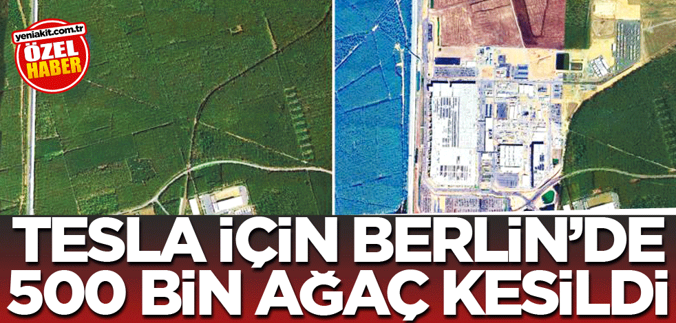 Tesla için Berlin’de 500 bin ağaç kesildi