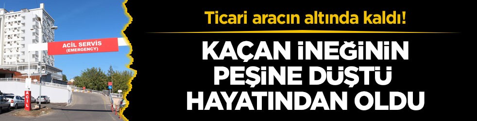 Ticari aracın altında kaldı! Kaçan ineğinin peşine düştü hayatından oldu