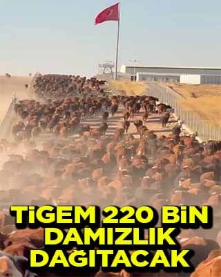 TİGEM'den üreticilere 220 bin adet damızlık desteği