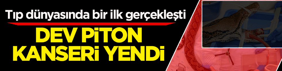 Tıp dünyasında bir ilk gerçekleşti: Dev piton elektro-kemoterapi ile kanseri yendi