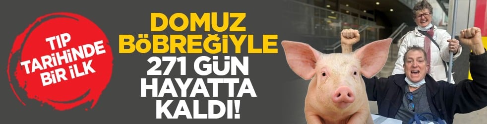 Tıp tarihinde bir ilk: Domuz böbreğiyle 271 gün hayatta kaldı!