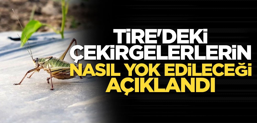 Tire'deki çekirgelerle nasıl mücadele edileceği açıklandı