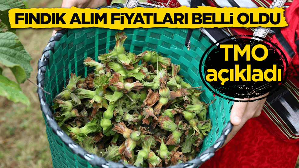 TMO açıkladı! Fındık alım fiyatları belli oldu