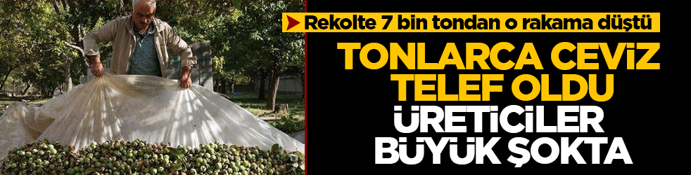 Tonlarca ceviz telef oldu, üreticiler büyük şokta! Tarladaki zayiat sonrası rekolte 7 bin tondan o rakama düştü
