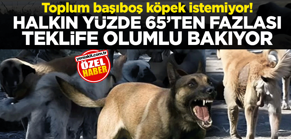 Toplum başıboş köpek istemiyor! Halkın yüzde 65’ten fazlası teklife olumlu bakıyor