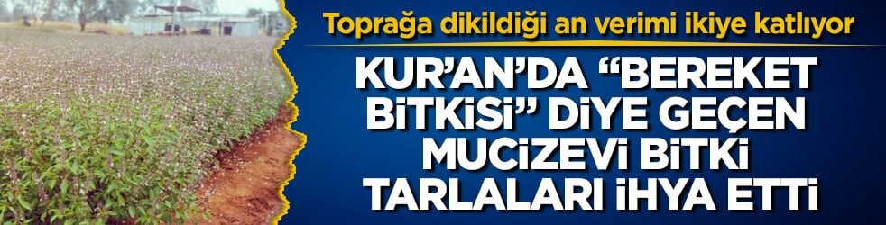 Toprağa dikildiği an verimi ikiye katlıyor! Kur’an’da "bereket bitkisi" diye geçen mucizevi bitki tarlaları ihya etti