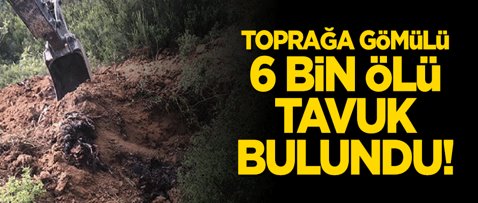Toprağa gömülü 6 bin ölü tavuk bulundu