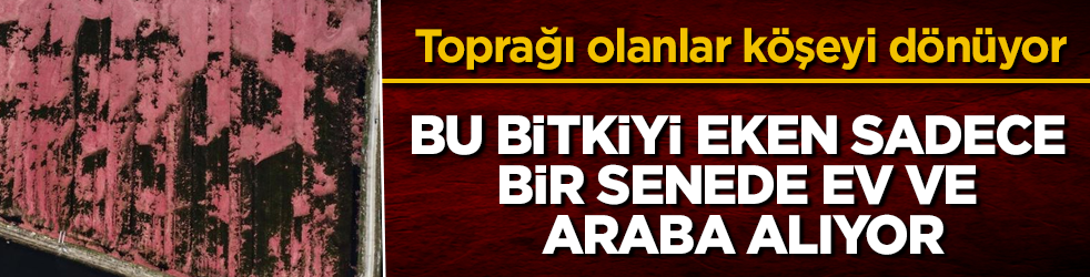 Toprağı olanlar köşeyi dönüyor: Bu bitkiyi eken sadece bir senede ev ve araba alıyor