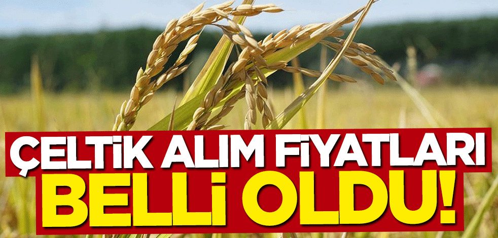 Toprak Mahsulleri Ofisi çeltik alım fiyatlarını açıkladı