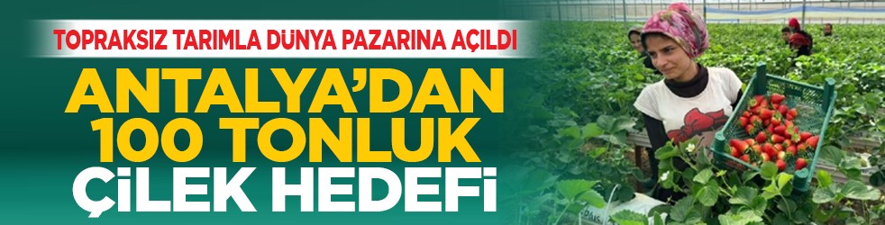 Topraksız tarımla dünya pazarına açıldı: Antalya’dan 100 tonluk çilek hedefi