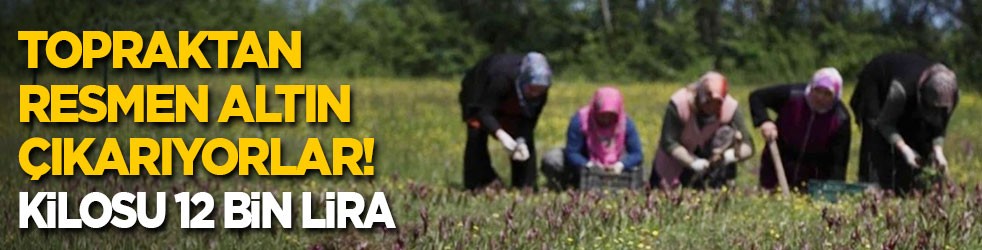 Topraktan resmen altın çıkarıyorlar! Kilosu 12 bin lira
