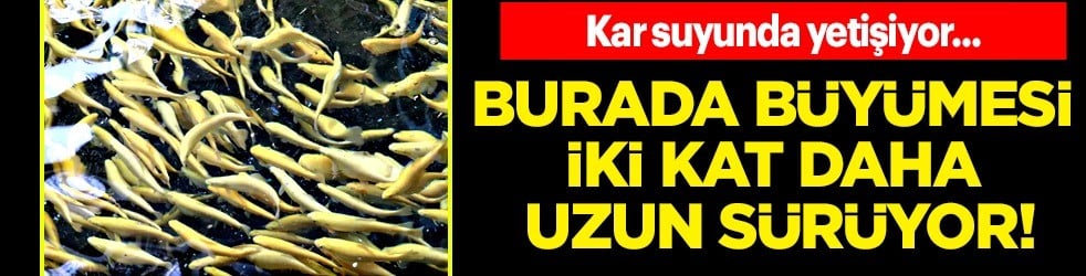 Toros Dağları'nın buz gibi sularında yetişiyor! Burada büyüyor: Dünyanın seçkin tesisinde o uygulama şaşırttı