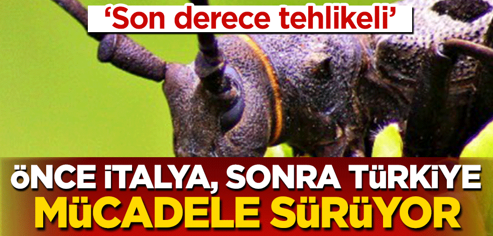 Trabzon'da drakula tehlikesi