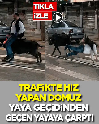 Trafikte hız yapan domuz yaya geçidinden geçen yayaya çarptı
