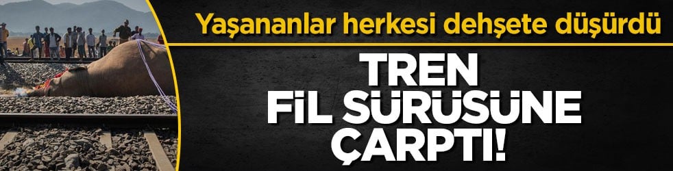 Tren fil sürüsüne çarptı! Yaşananlar herkesi dehşete düşürdü