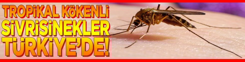 Tropikal kökenli sivrisinekler Türkiye'de