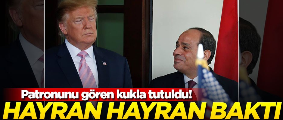 Trump ve kuklası Sisi bir araya geldi... Hayran hayran izledi!