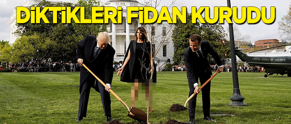 Trump ve Macron'un diktiği fidan kurudu
