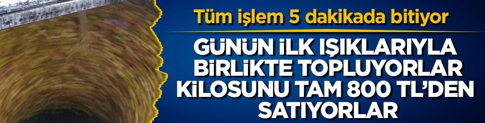Tüm işlem 5 dakikada bitiyor! Günün ilk ışıklarıyla birlikte topluyorlar, kilosunu tam 800 TL’den satıyorlar