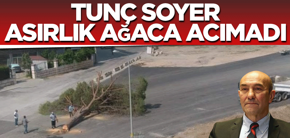 Tunç Soyer asırlık ağaca acımadı