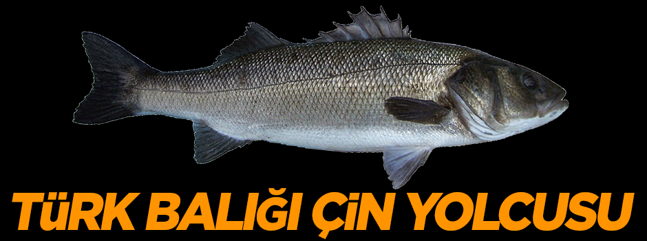 Türk balığı Çin yolcusu