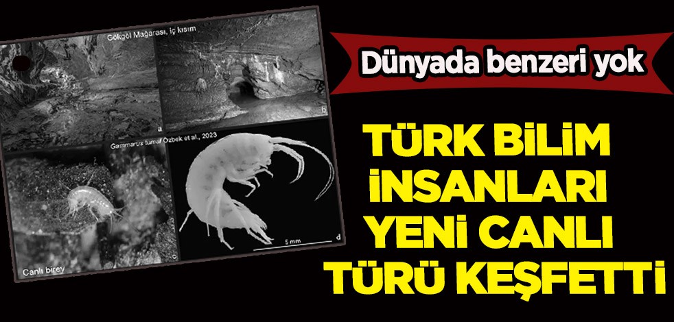Türk bilim insanları yeni canlı türü keşfetti! Dünyada benzeri yok: Yangıç türü o ilimizde bulundu