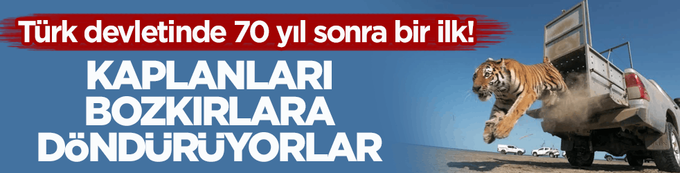 Türk devletinde 70 yıl sonra bir ilk! Kaplanları bozkırlara döndürüyorlar