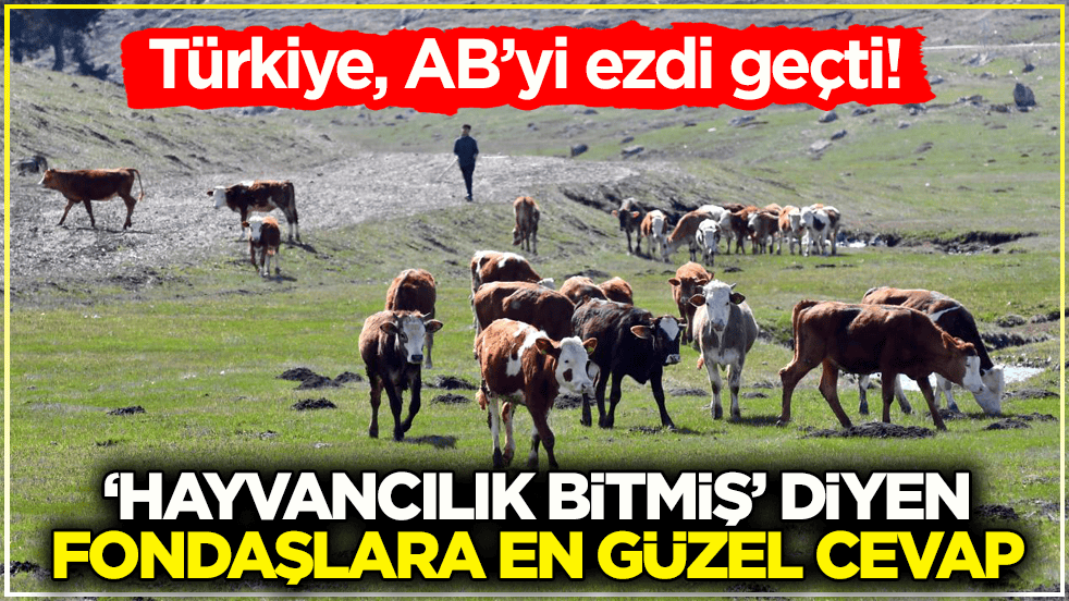 Türkiye, AB’yi ezdi geçti! ‘Hayvancılık bitmiş’ diyen fondaşlara en güzel cevap