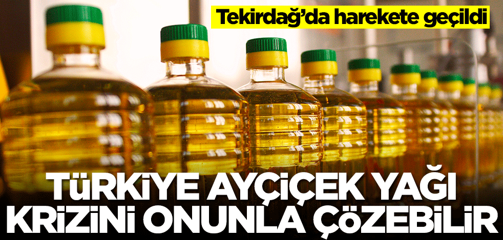 Türkiye ayçiçek yağı krizini kanola ile çözebilir! Tekirdağ'da yetişiyor