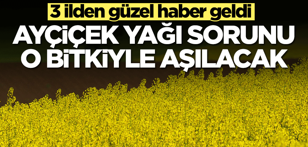 Türkiye ayçiçek yağı sorununu o bitki ile aşacak! 3 ilden güzel haber geldi