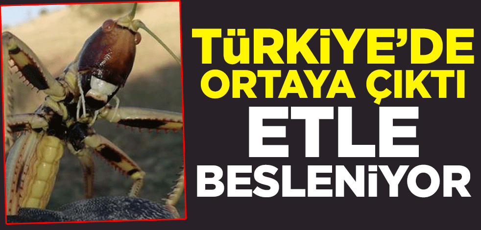Türkiye ortaya çıktı! Etle besleniyor