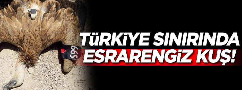 Türkiye sınırında esrarengiz kuş!
